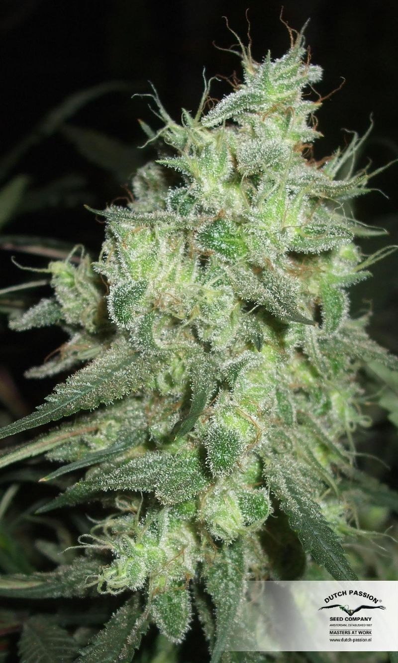 Desfran, Фасовка: 3, изображение 4