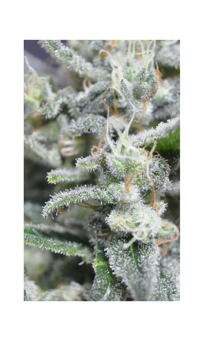 White Widow 47, Фасовка: 5, изображение 2