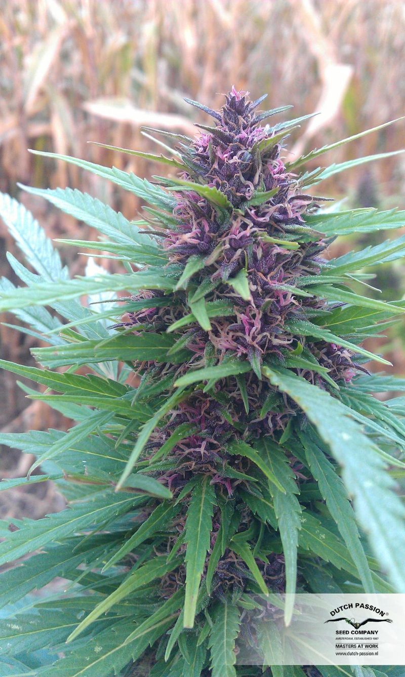 Shaman, Фасовка: 3, изображение 5