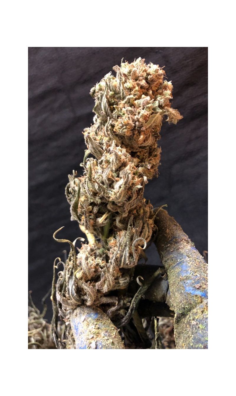 White Critical Express, Фасовка: 3, изображение 9