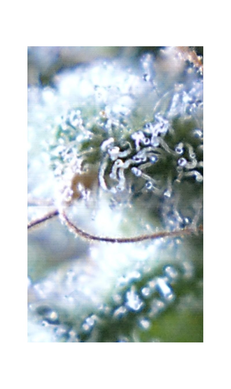 Kabul Express, Фасовка: 3, изображение 9