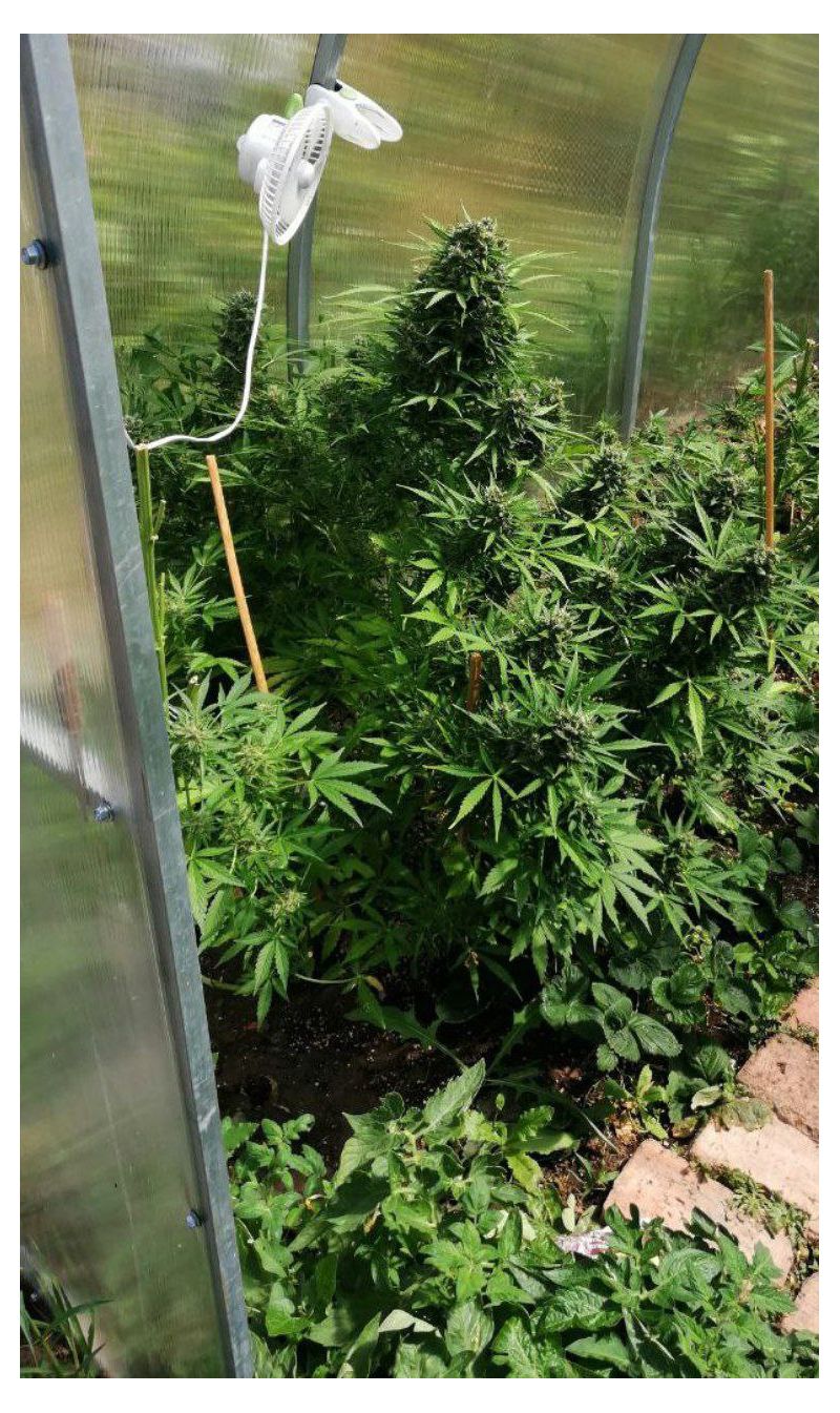 Grapefruit Glue Auto, Фасовка: 3, изображение 2