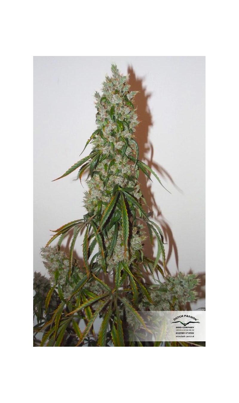 Euforia Auto, Фасовка: 3, изображение 5