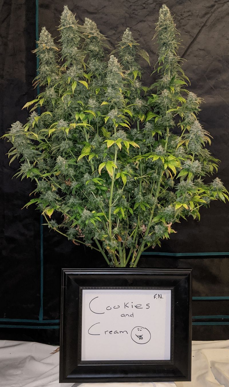 Cookies and Cream, Фасовка: 1, изображение 3