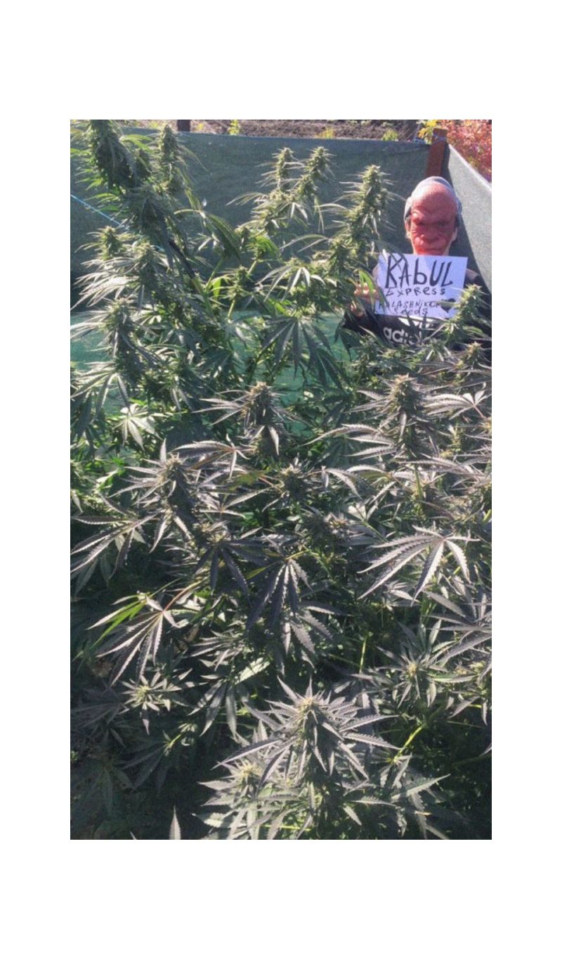 Kabul Express, Фасовка: 3, изображение 7