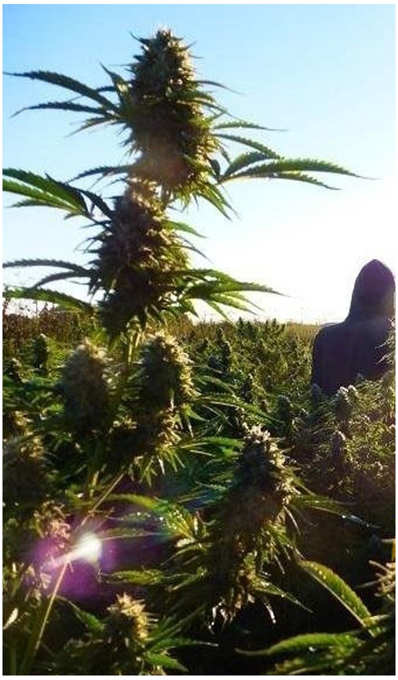 Guerilla Gold F1 Reg, Фасовка: 12, изображение 2