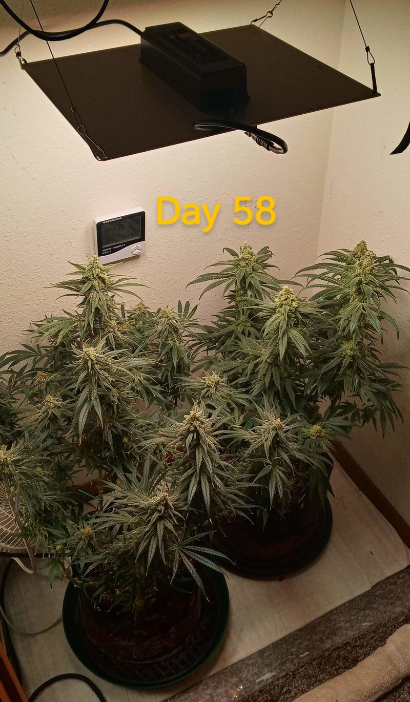 Girl Scout Cookies Auto, Фасовка: 5