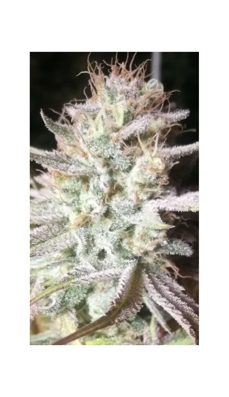 Soyuz OG Express, Фасовка: 3, изображение 2