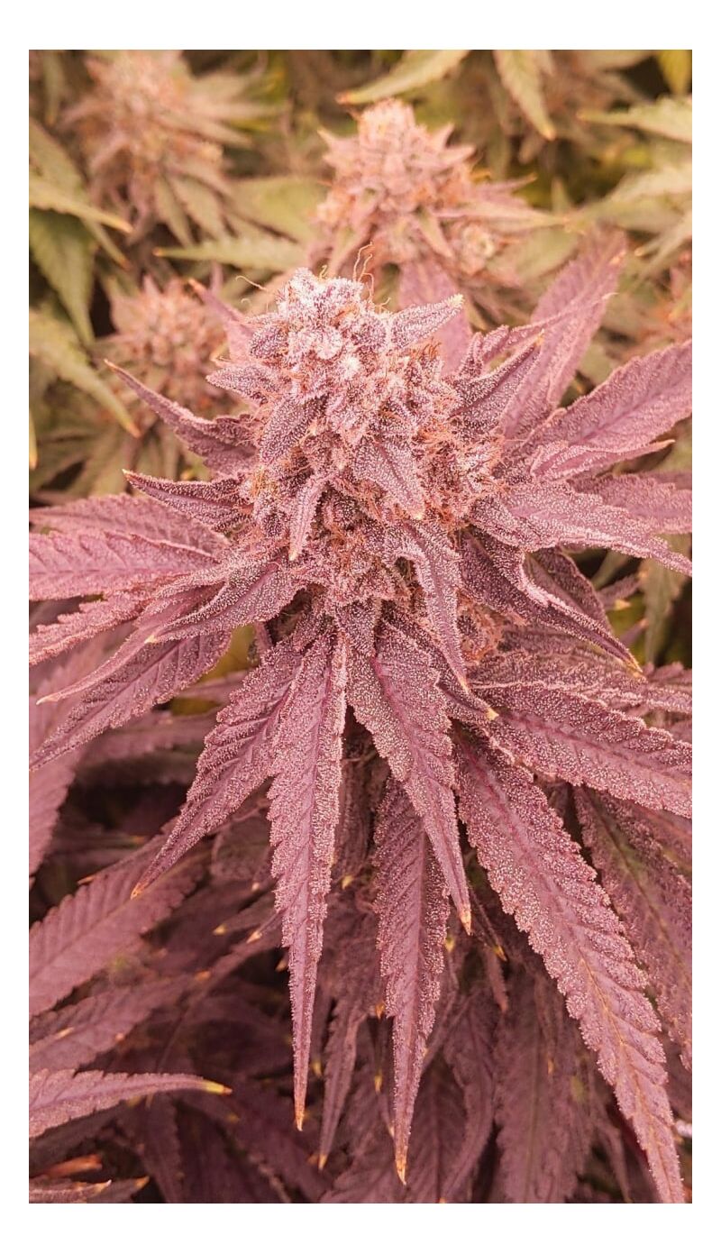 Lemongrass, Фасовка: 3, изображение 6