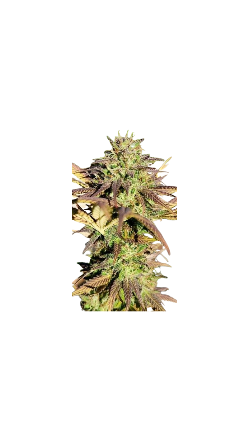 Black AK genetics Fem, Фасовка: 5+2
