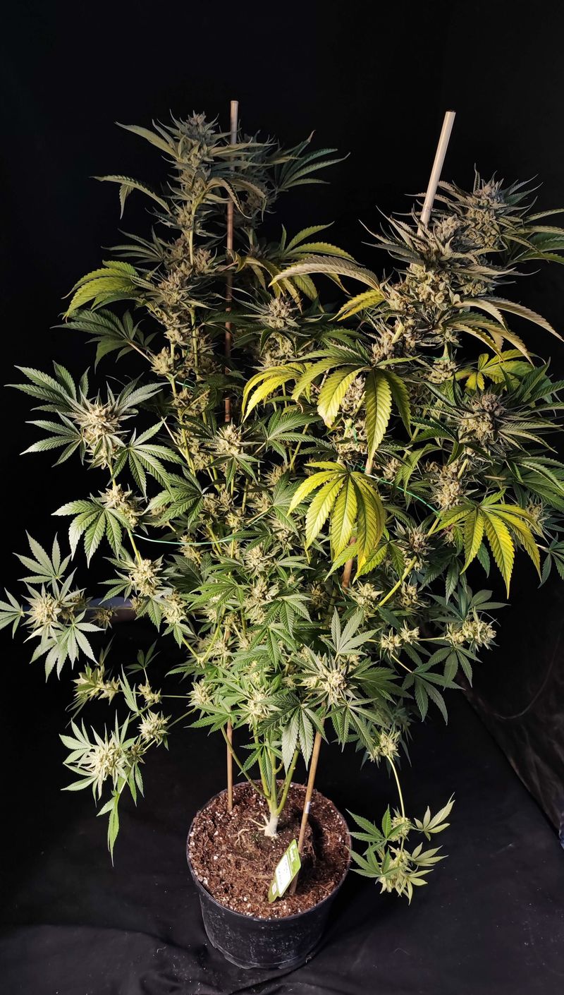 Lemon Orange, Фасовка: 3, изображение 3