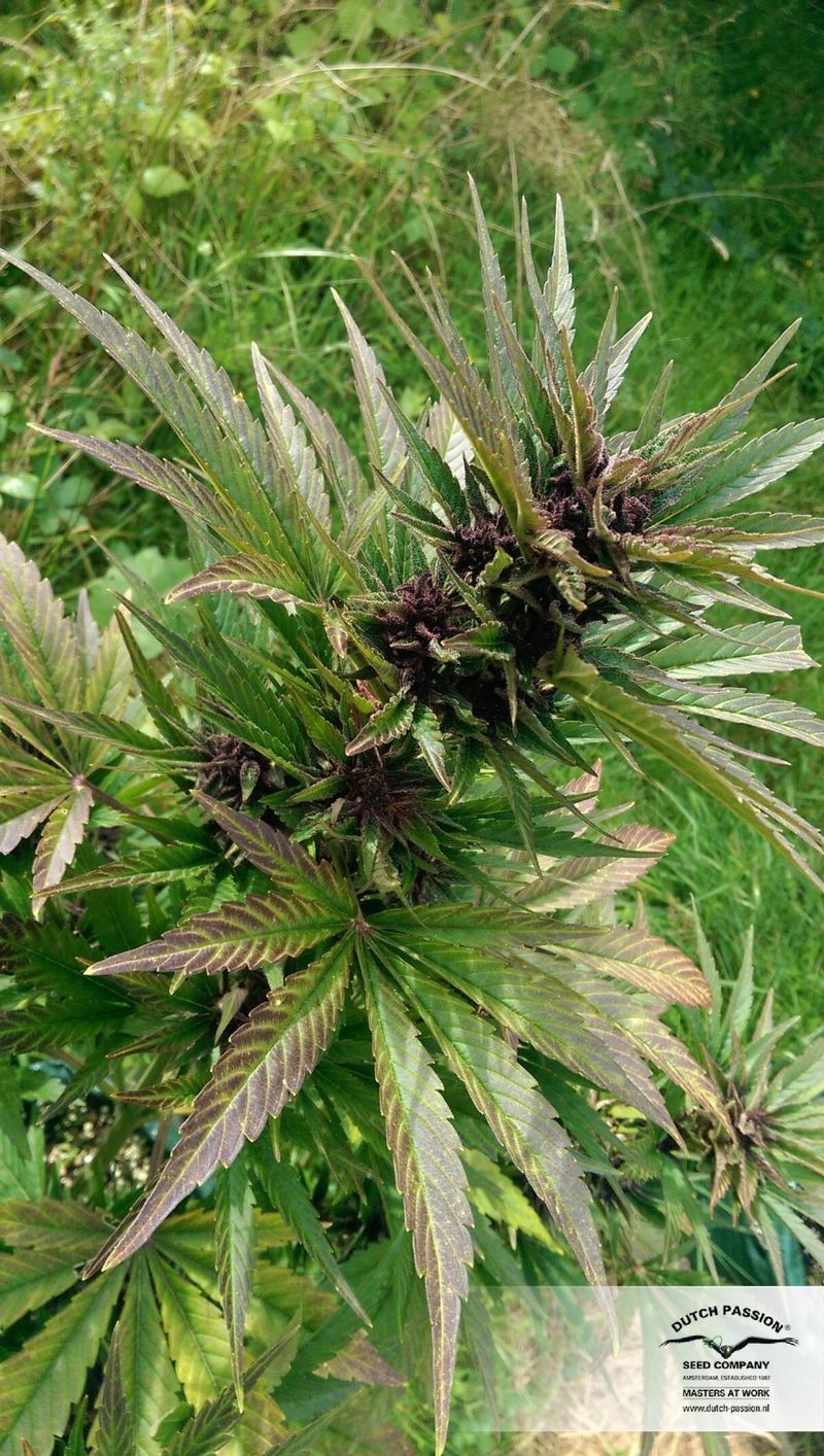 Frisian Dew Auto, Фасовка: 3, изображение 4