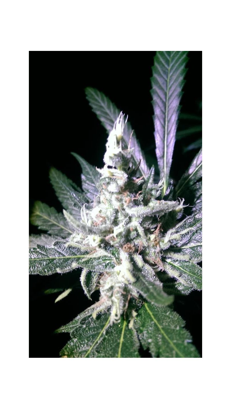 Wild Thailand, Фасовка: 3, изображение 3