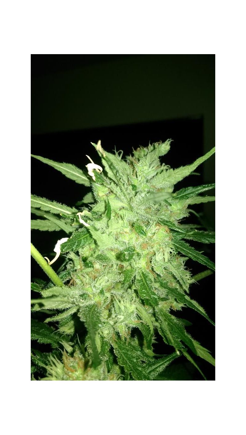 Wild Thailand, Фасовка: 3, изображение 4