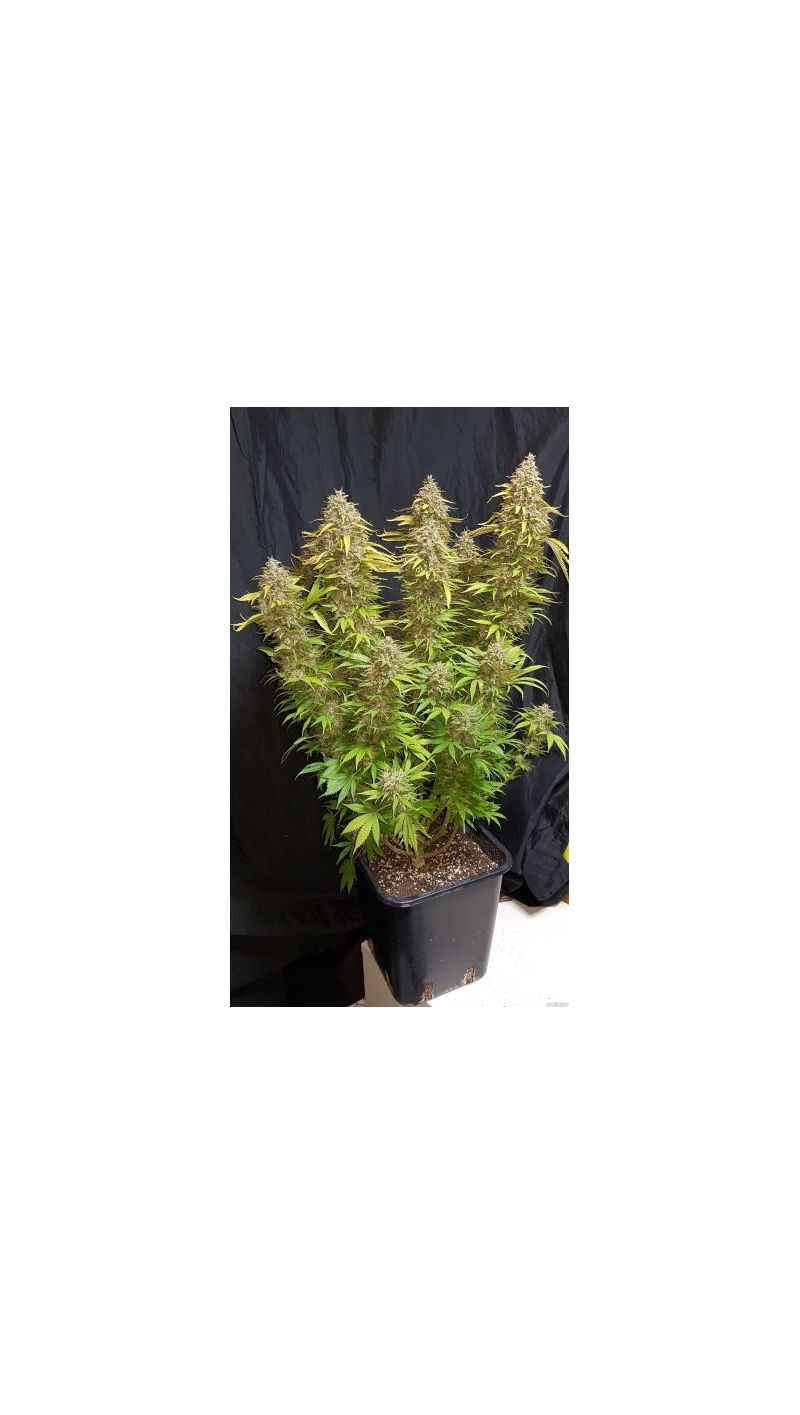 Auto Cream Caramel (X), Фасовка: 5, изображение 3