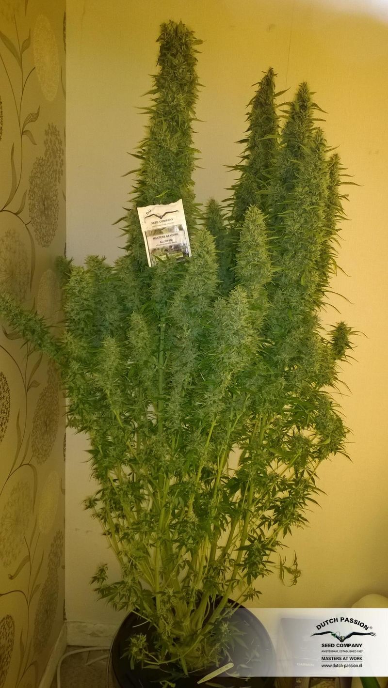 Ultimate Auto, Фасовка: 3, изображение 7