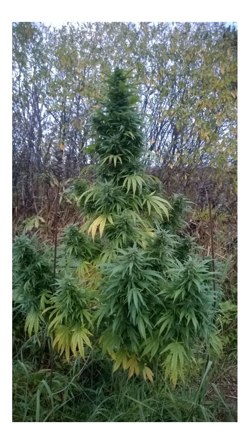 Valkyrie Reg, Фасовка: 12, изображение 6