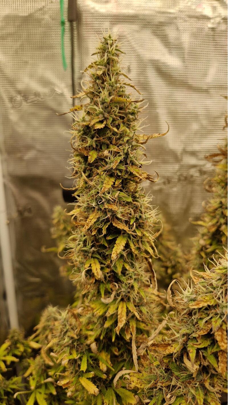 Lemon Haze Auto, Фасовка: 3, изображение 3