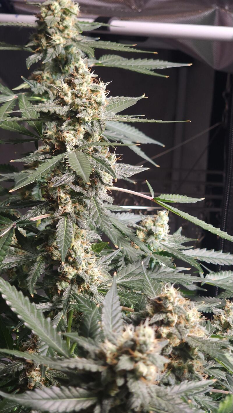 Sour Diesel Auto, Фасовка: 5, изображение 3