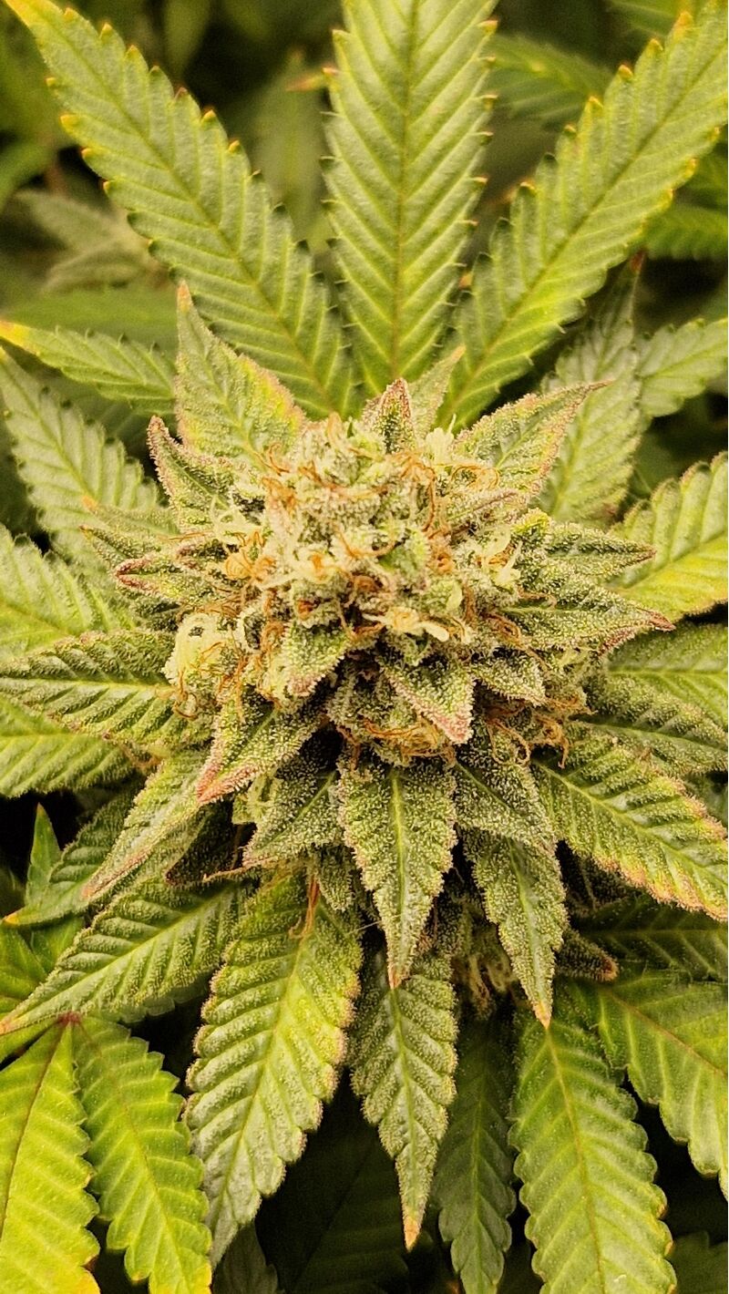 Girl Scout Cookies, Фасовка: 3, изображение 3