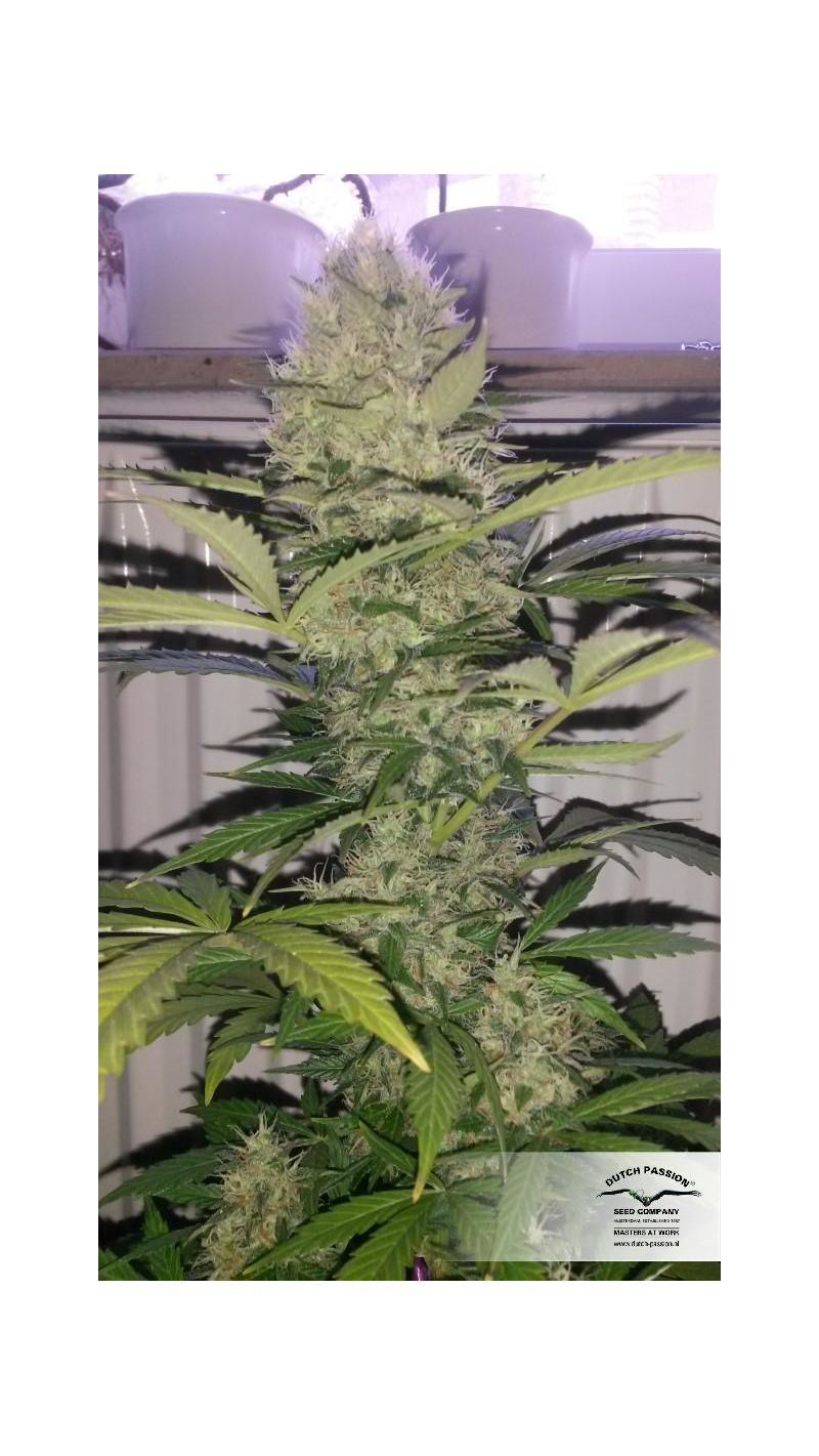 Ultimate Auto, Фасовка: 3, изображение 6