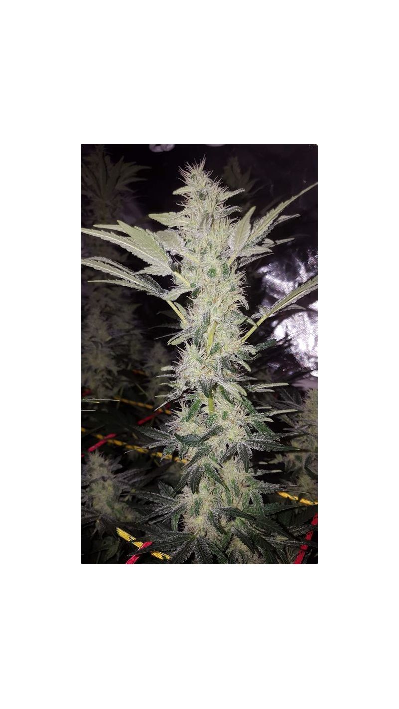 Blue Dream, Фасовка: 3, изображение 4