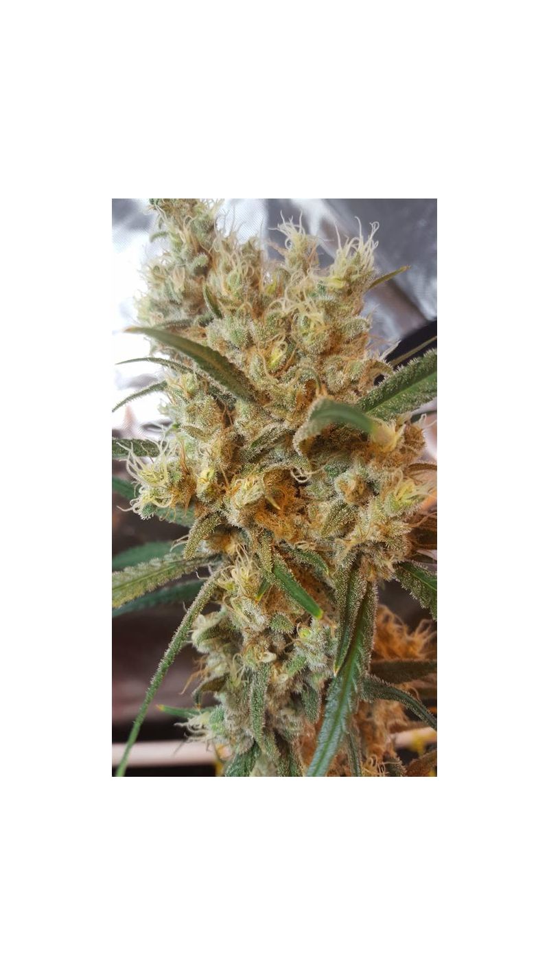Blue Dream Auto, Фасовка: 3, изображение 3