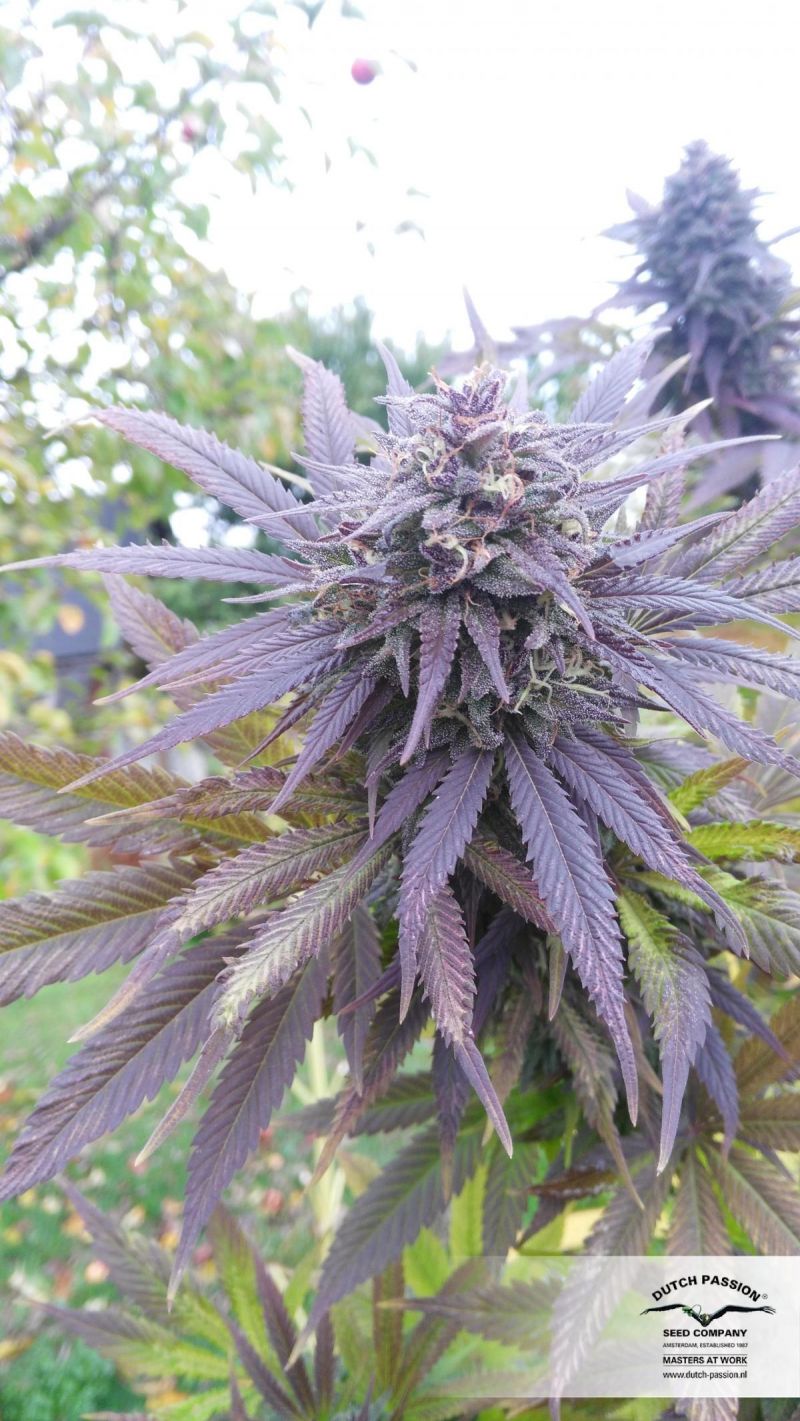 Blueberry, Фасовка: 3, изображение 3