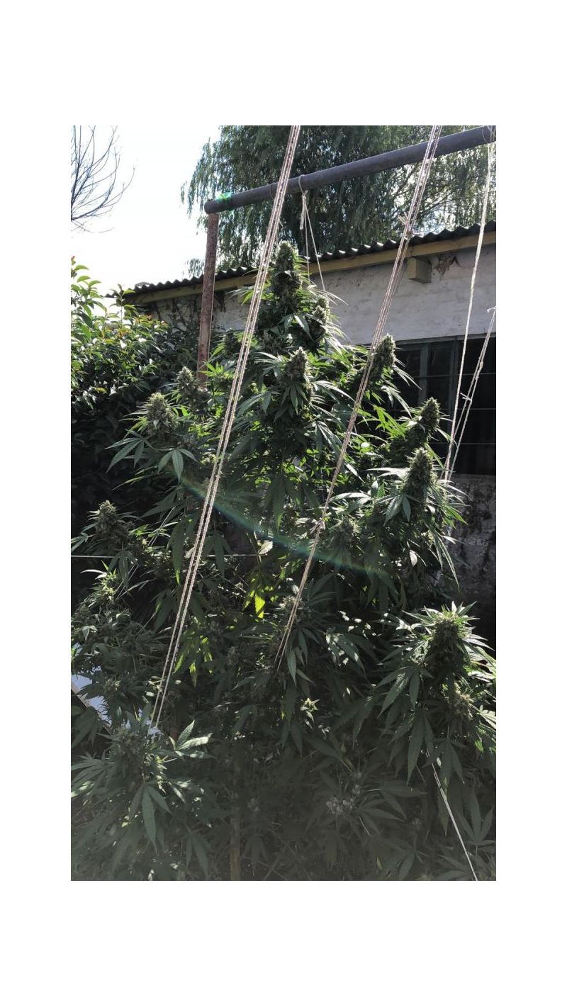 Chocobang, Фасовка: 3, изображение 10