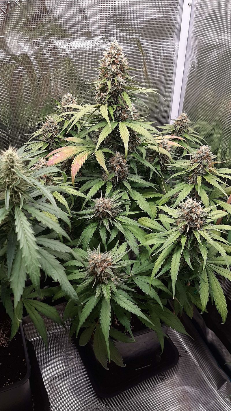 Guava x Gelato 41 Auto, Фасовка: 3, изображение 2