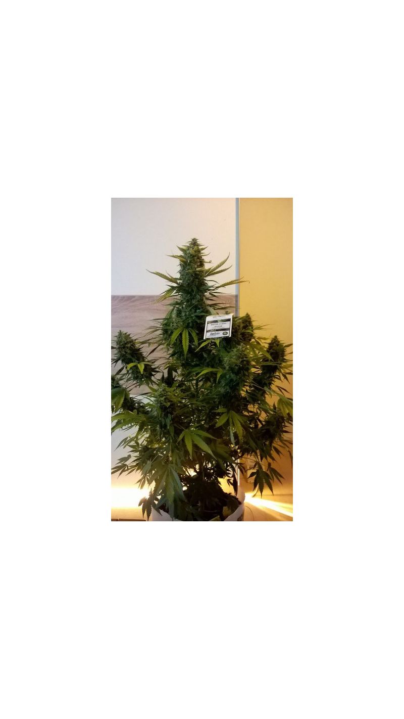 StarRyder Auto, Фасовка: 3, изображение 9