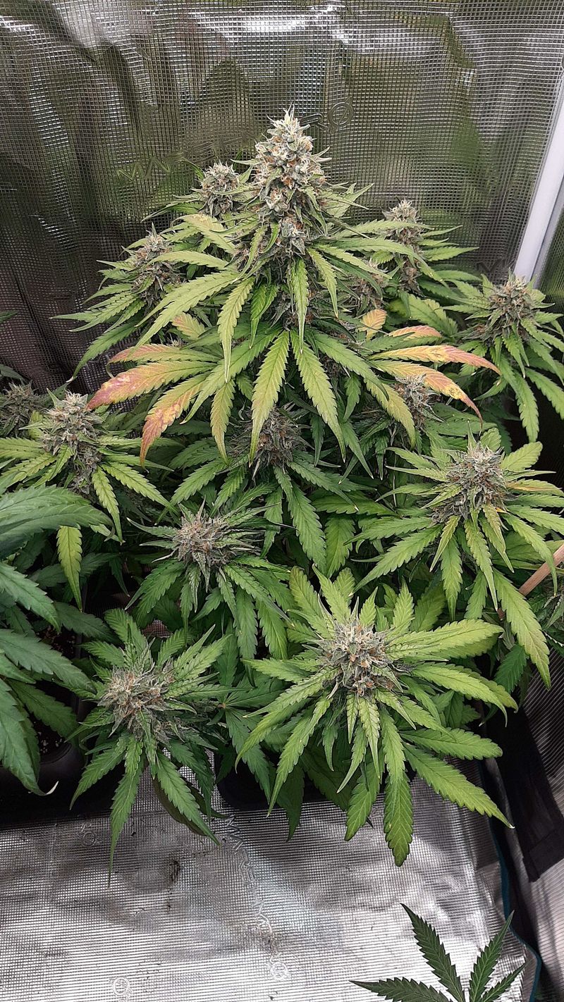 Guava x Gelato 41 Auto, Фасовка: 3, изображение 3