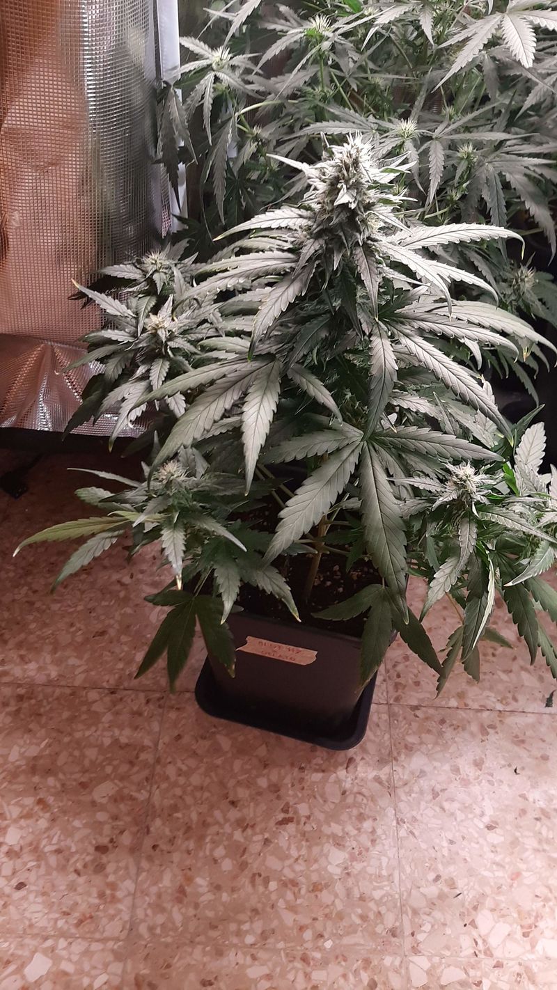 Blue Haze x Gelato 41 Auto, Фасовка: 3, изображение 3