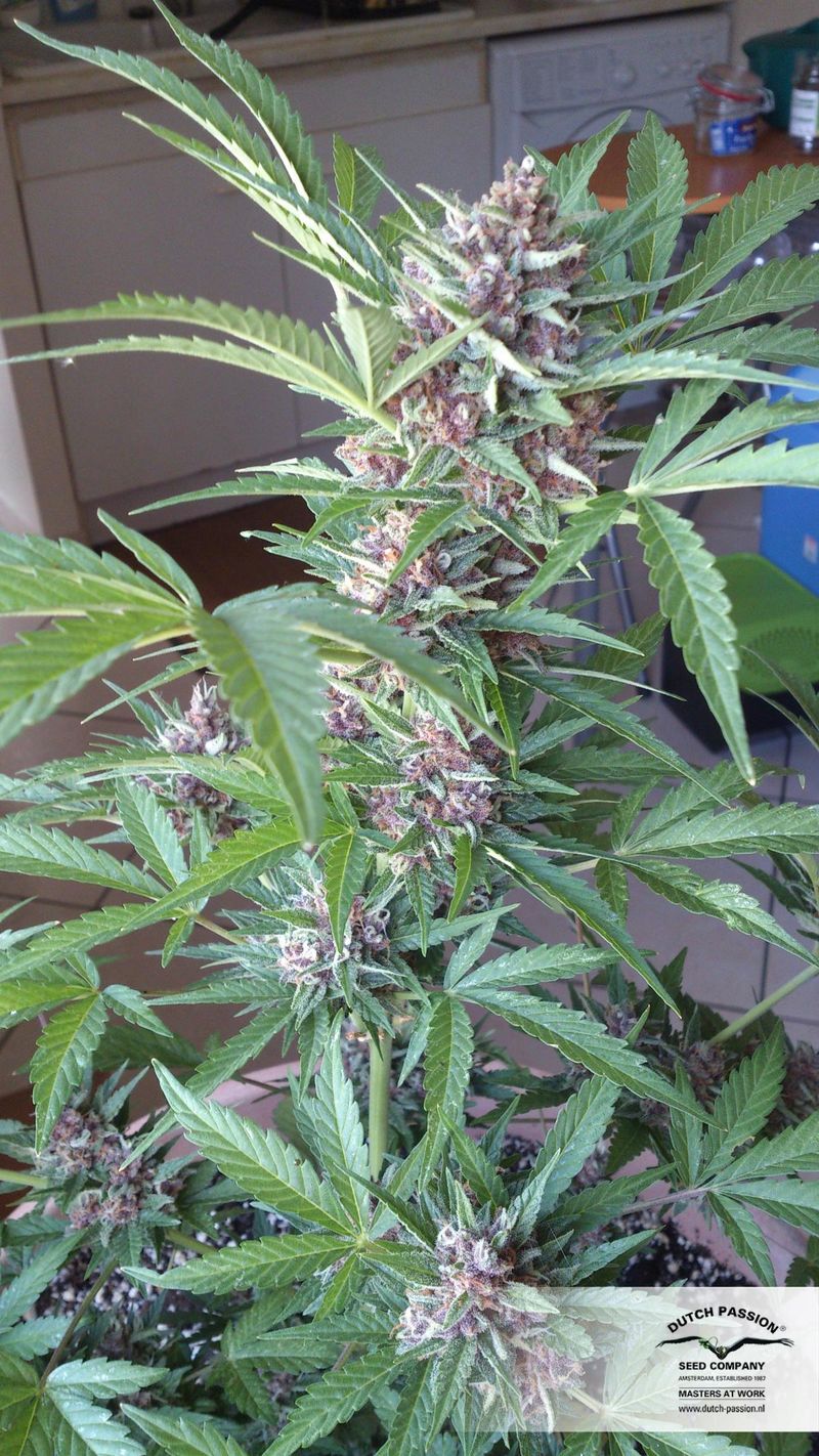 Frisian Dew Auto, Фасовка: 3, изображение 3