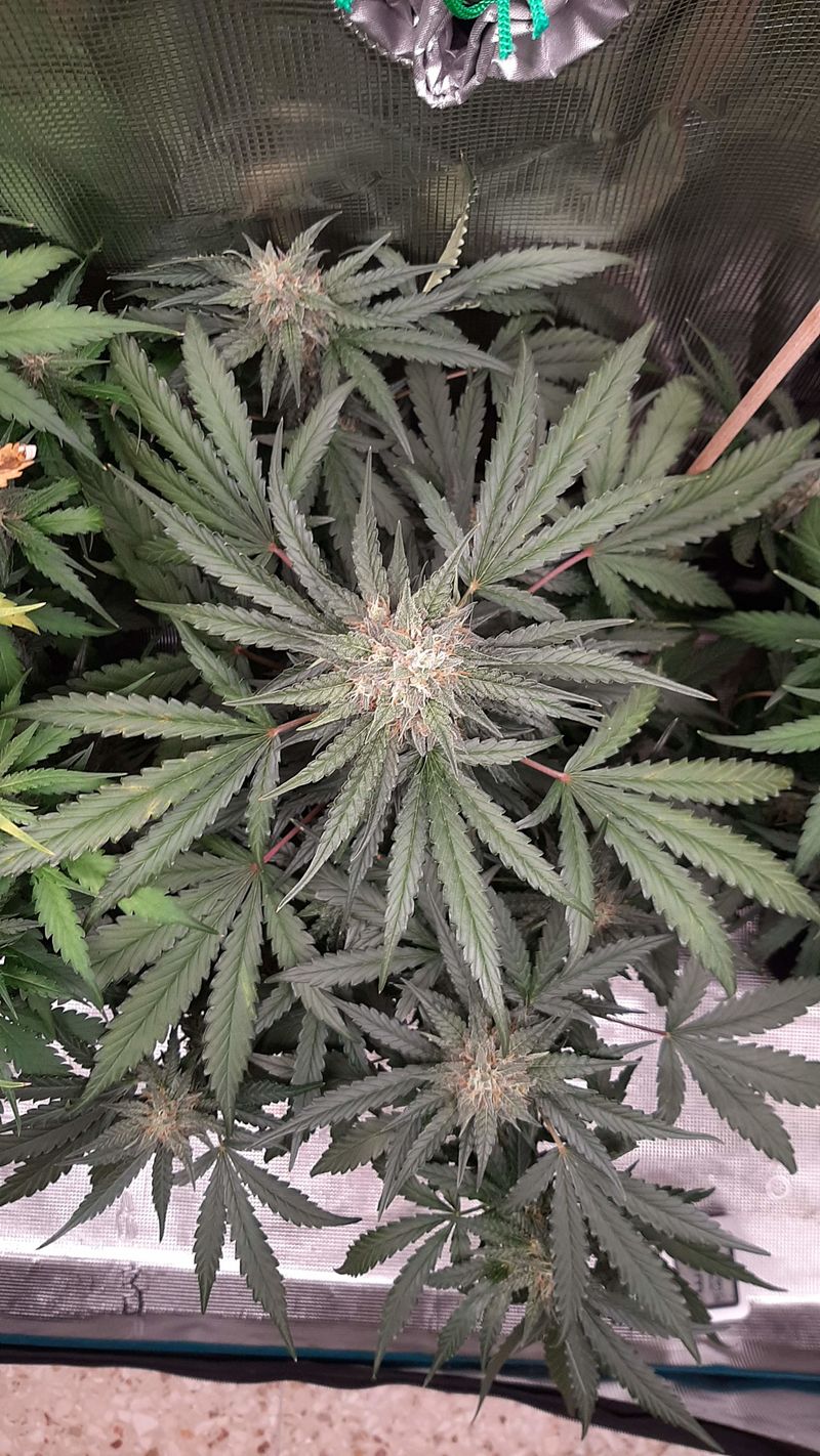 Blue Haze x Gelato 41 Auto, Фасовка: 3, изображение 4