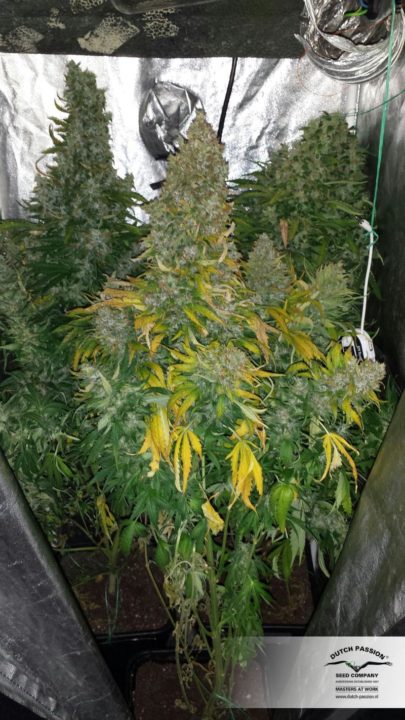 Xtreme Auto, Фасовка: 1, изображение 4