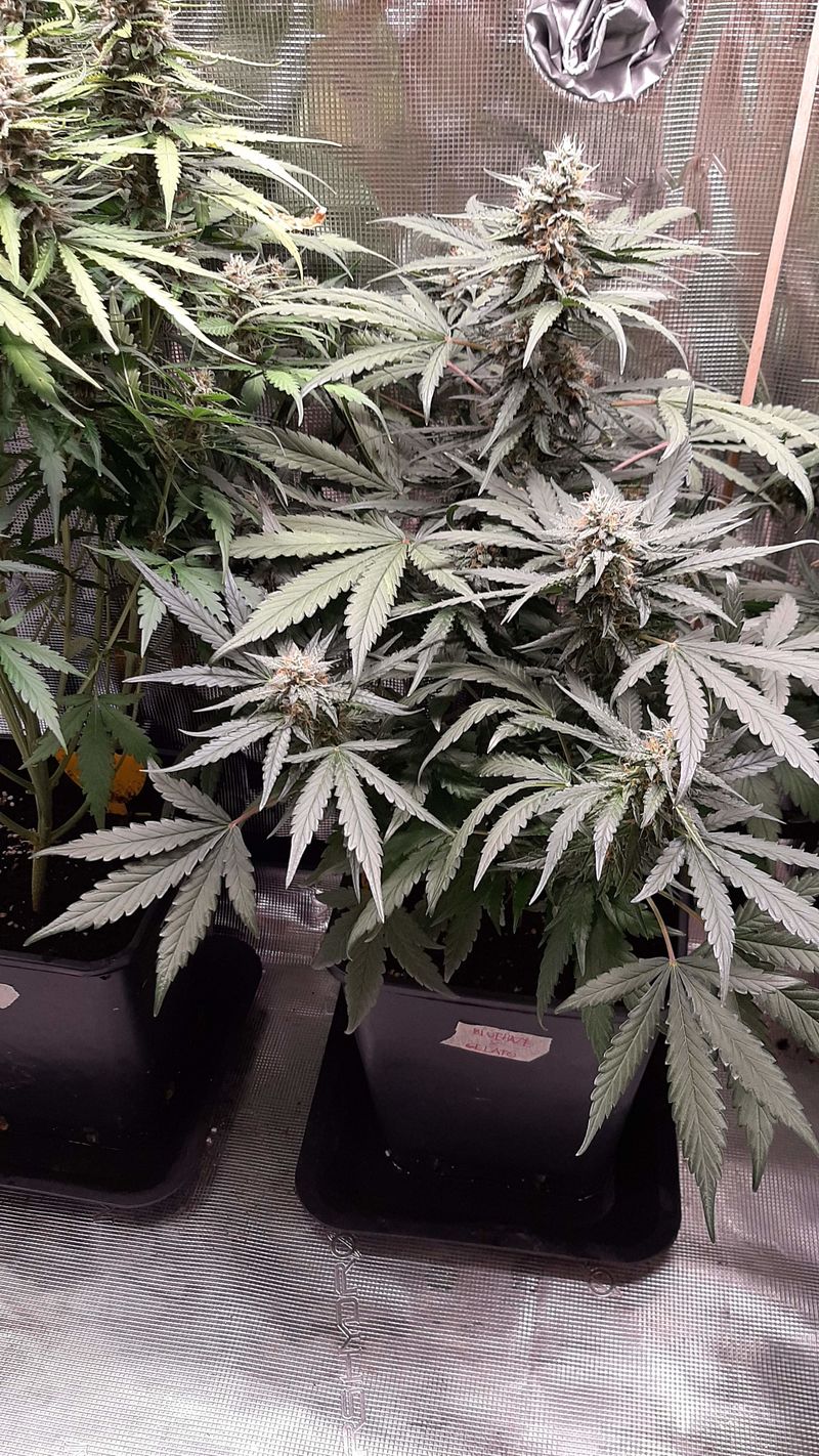 Blue Haze x Gelato 41 Auto, Фасовка: 3, изображение 2