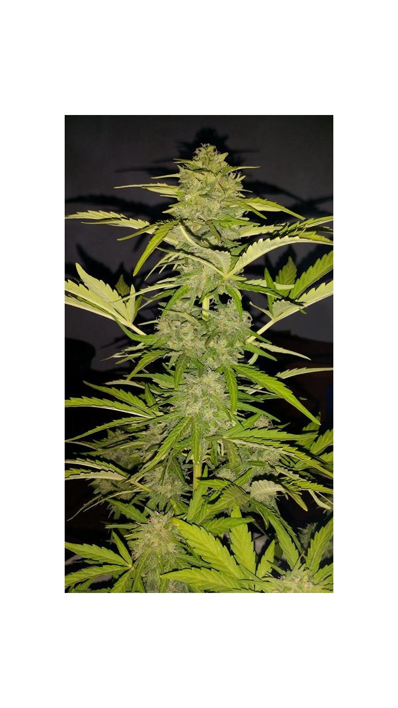Cream Caramel Auto, Фасовка: 5+2, изображение 3