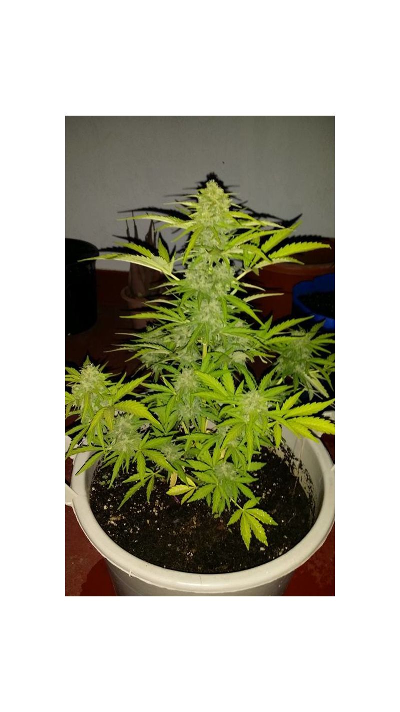 Cream Caramel Auto, Фасовка: 5+2, изображение 9
