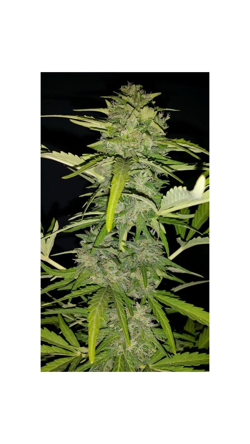 Cream Caramel Auto, Фасовка: 5+2, изображение 8