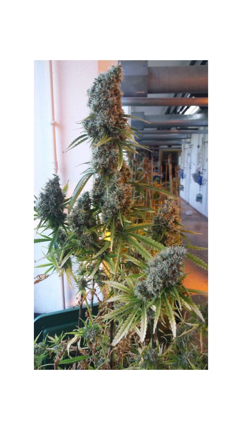 Big Altai Sativa Express, Фасовка: 5, изображение 2