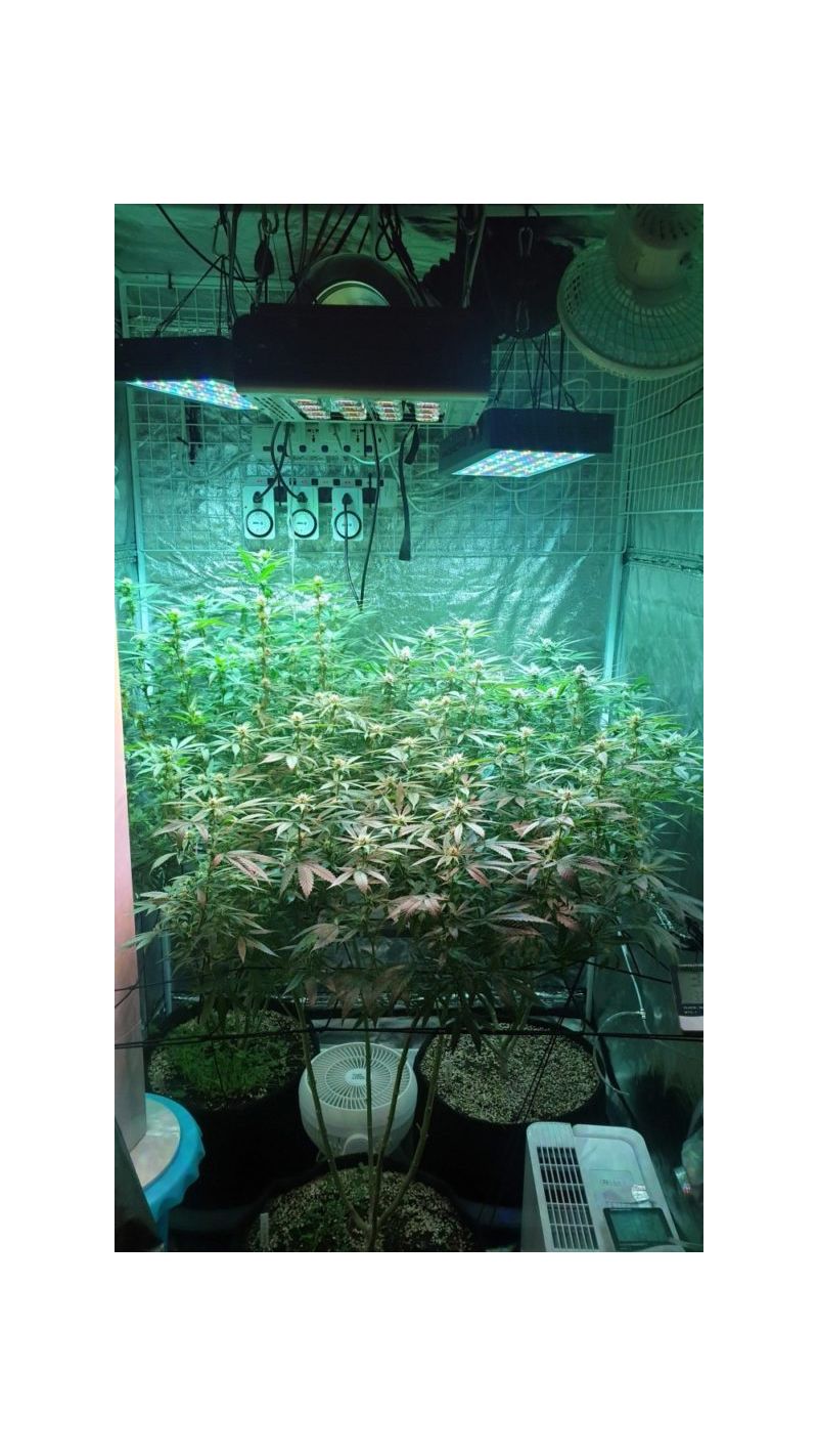 Big Altai Sativa Express, Фасовка: 5, изображение 5