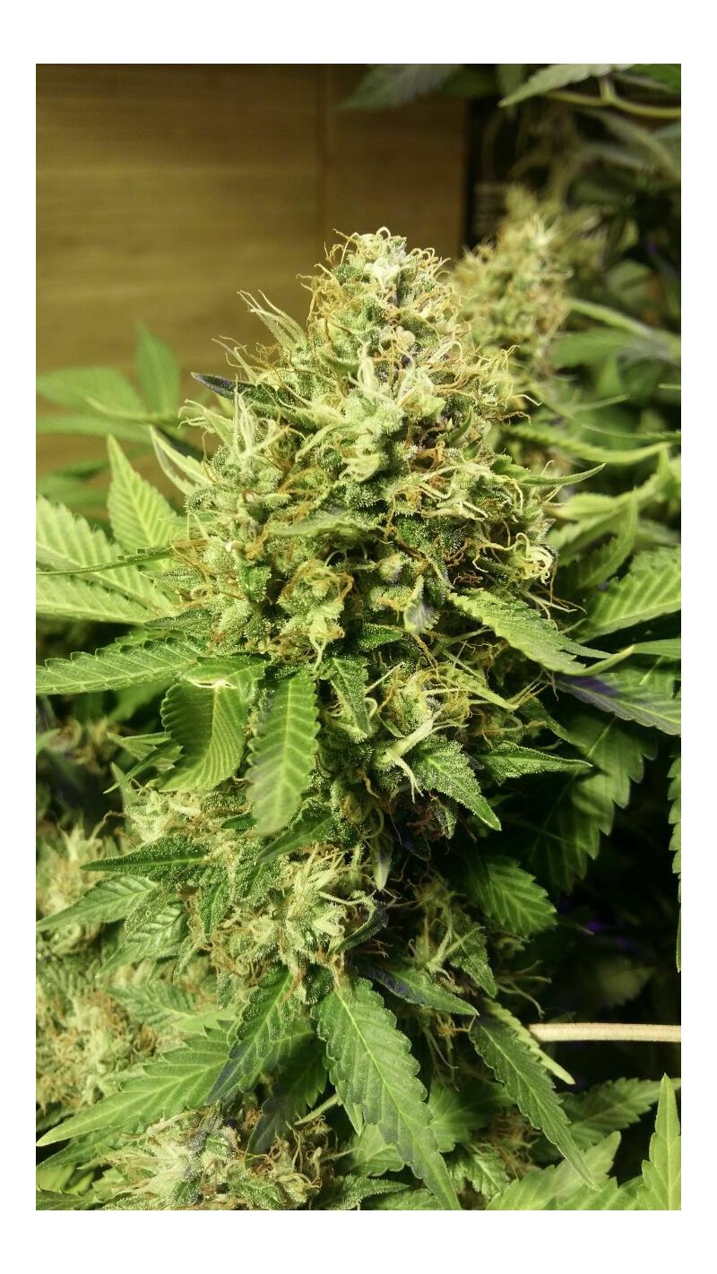 Shiva skunk, Фасовка: 3, изображение 2