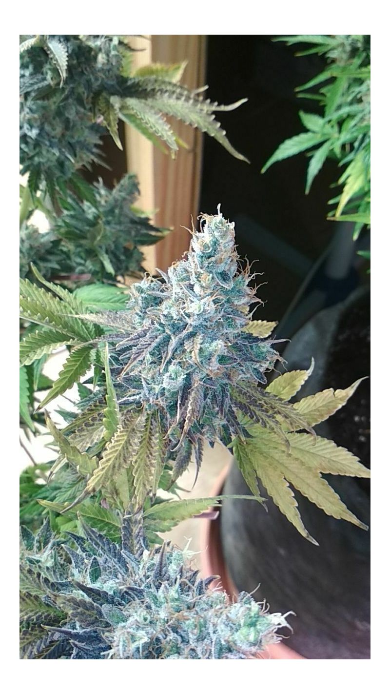 Auto Crystal XXL, Фасовка: 10