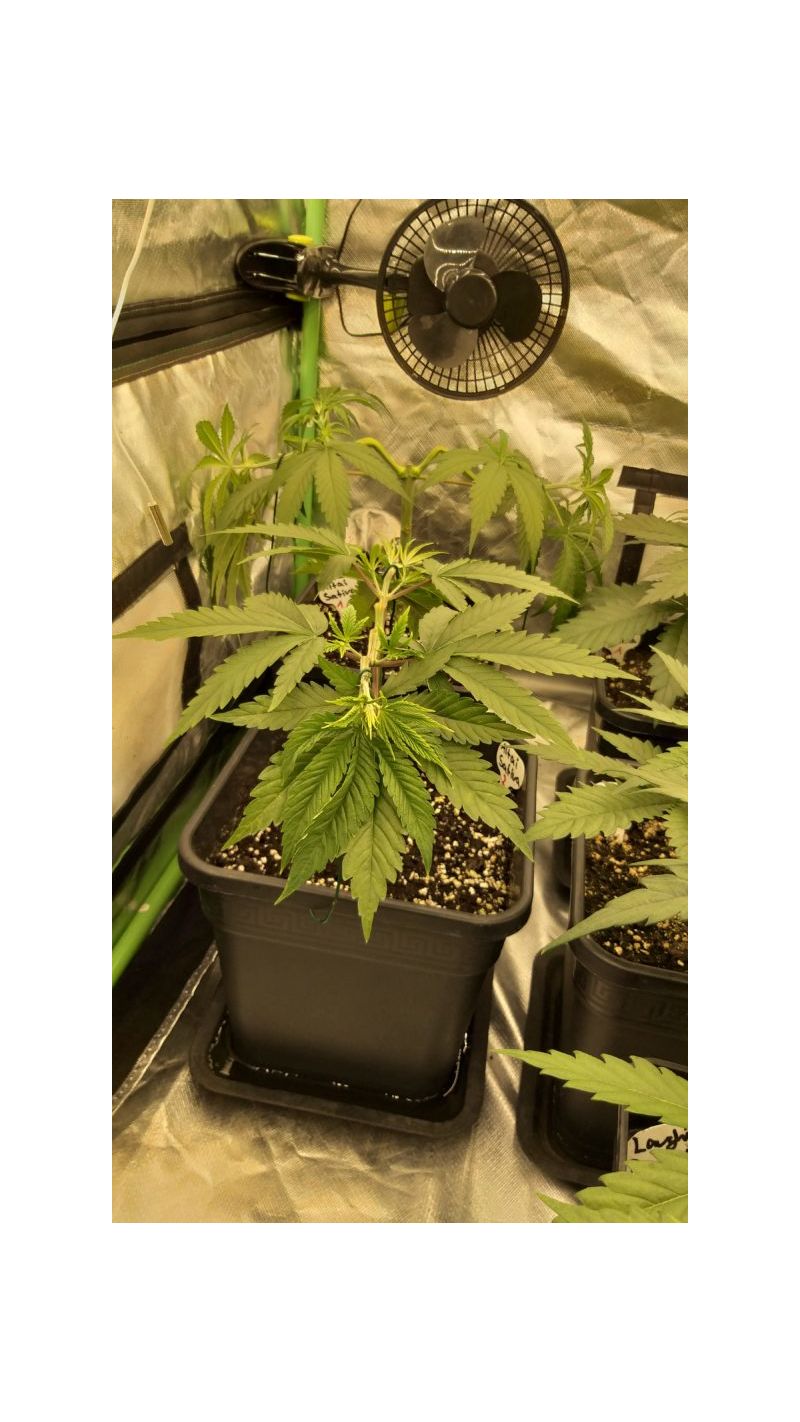 Big Altai Sativa Express, Фасовка: 5, изображение 6