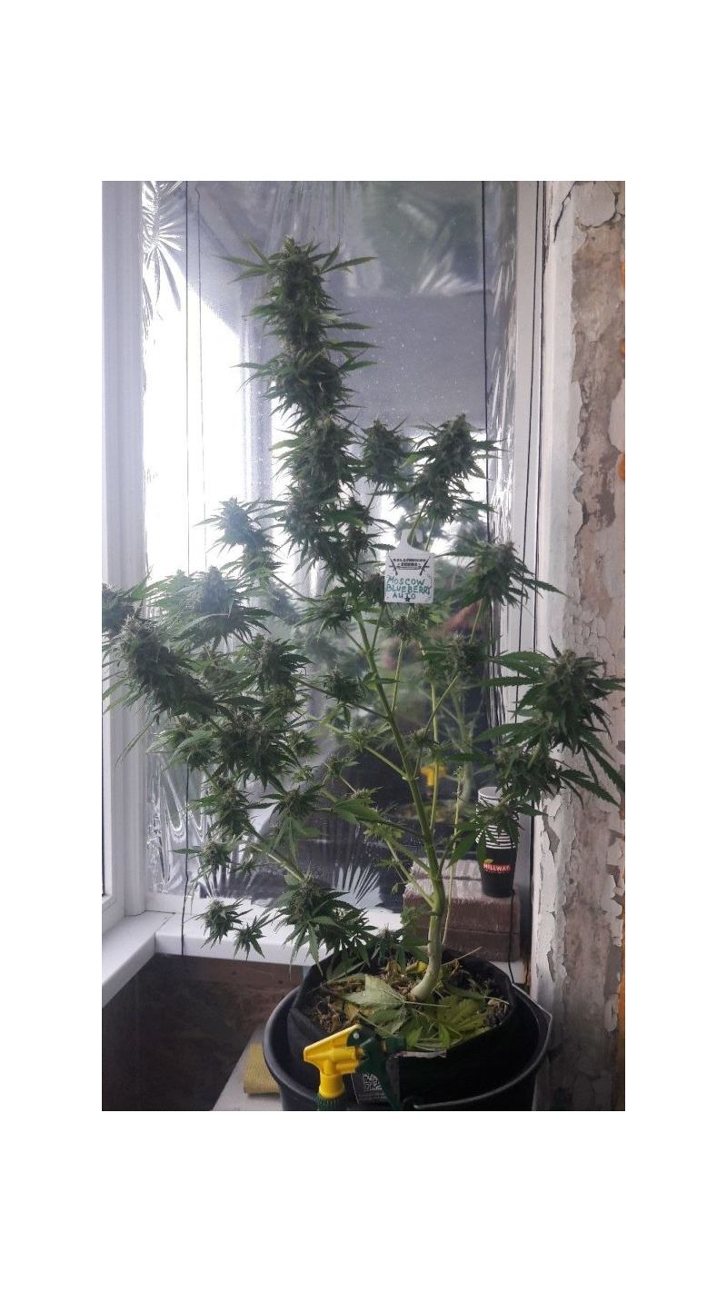 Moscow Blueberry Auto, Фасовка: 3, изображение 2