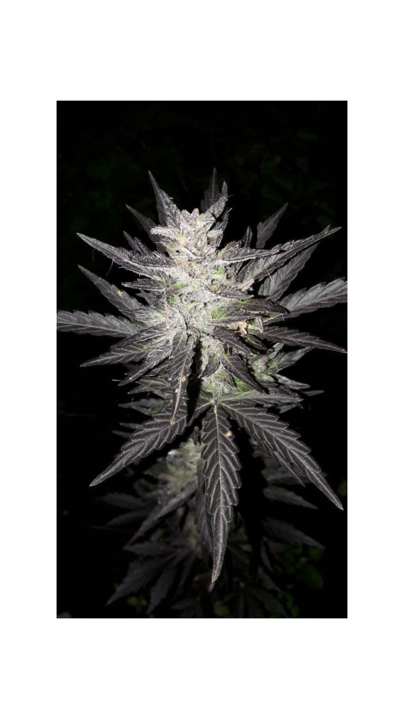 Blue Acid Auto, Фасовка: 5, изображение 2