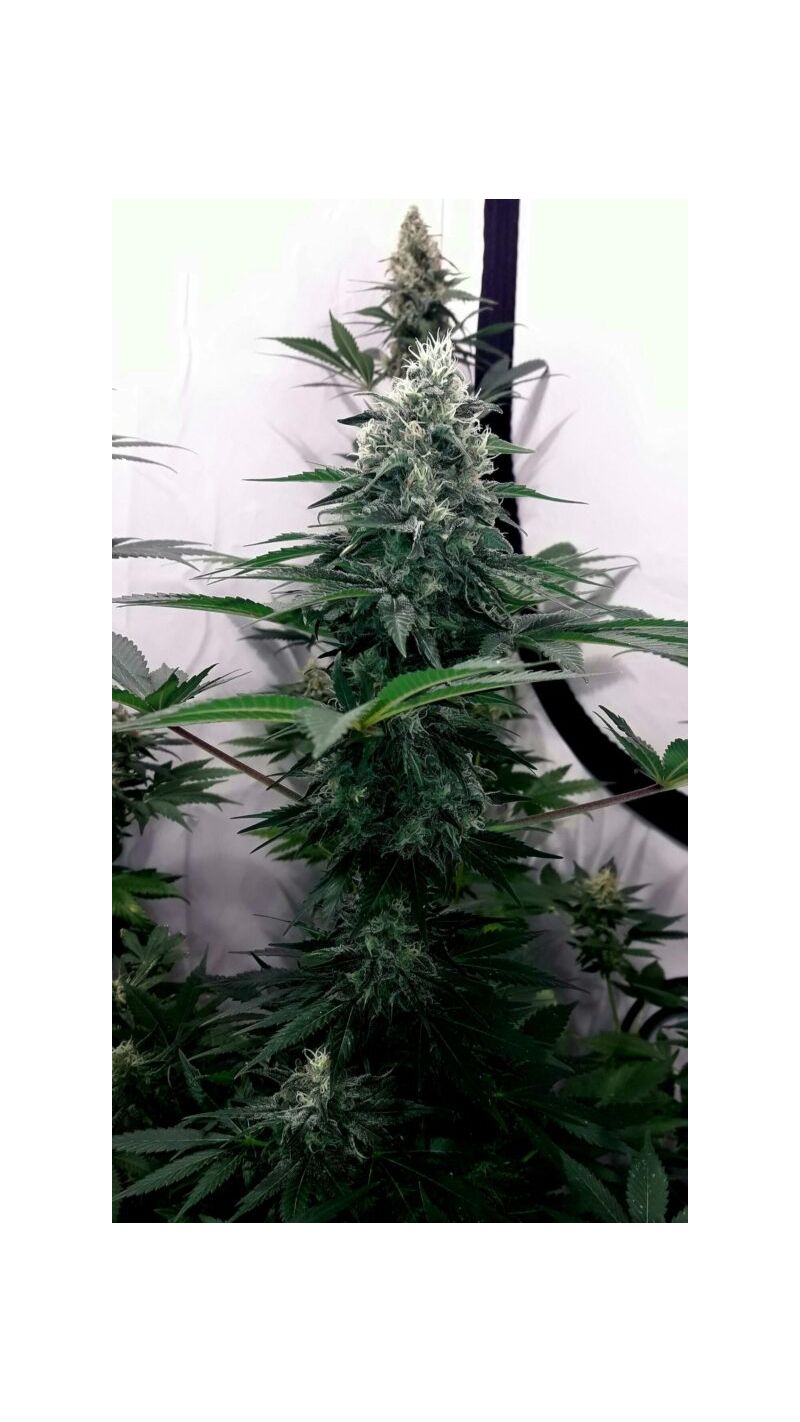 Big Band, Фасовка: 3, изображение 3