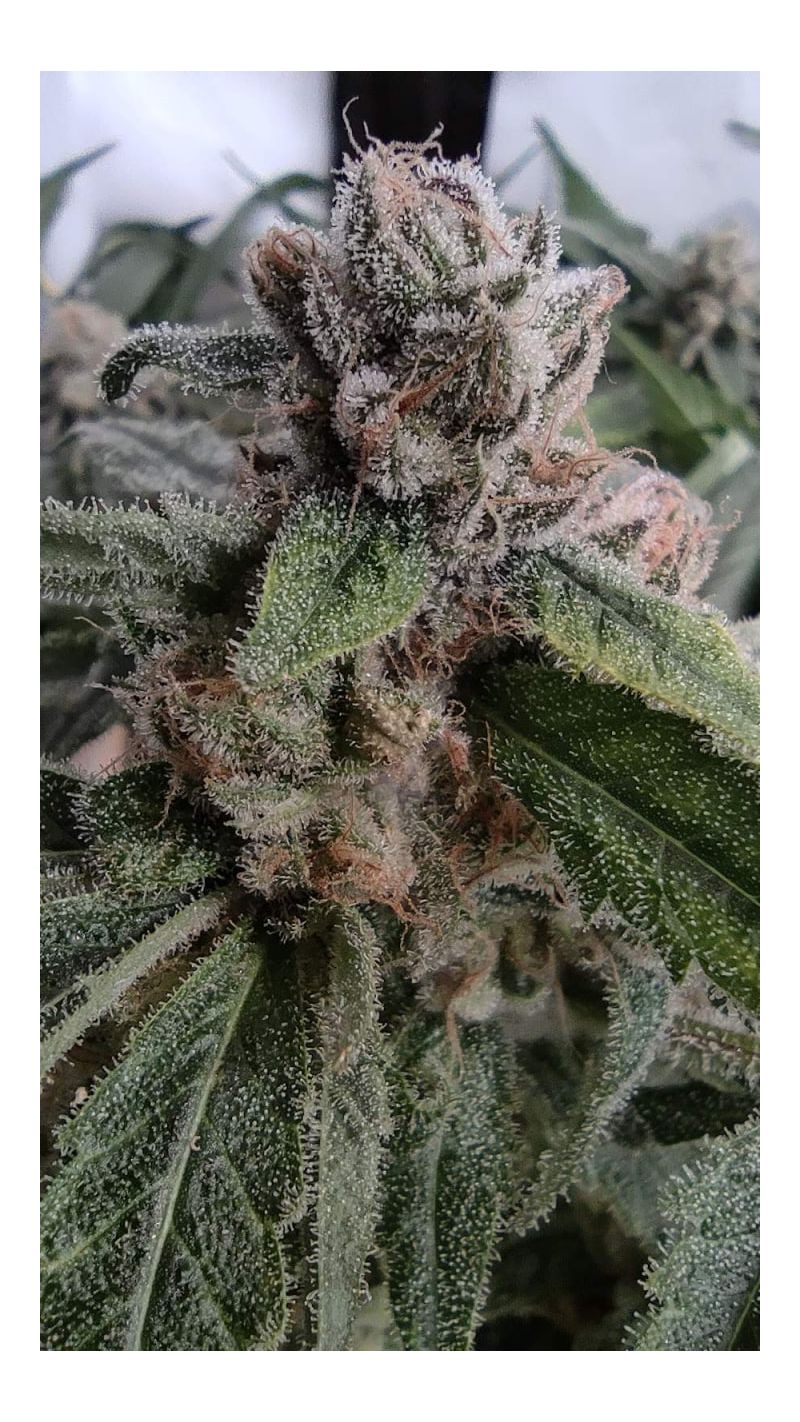 Critical Daddy, Фасовка: 3+1, изображение 2