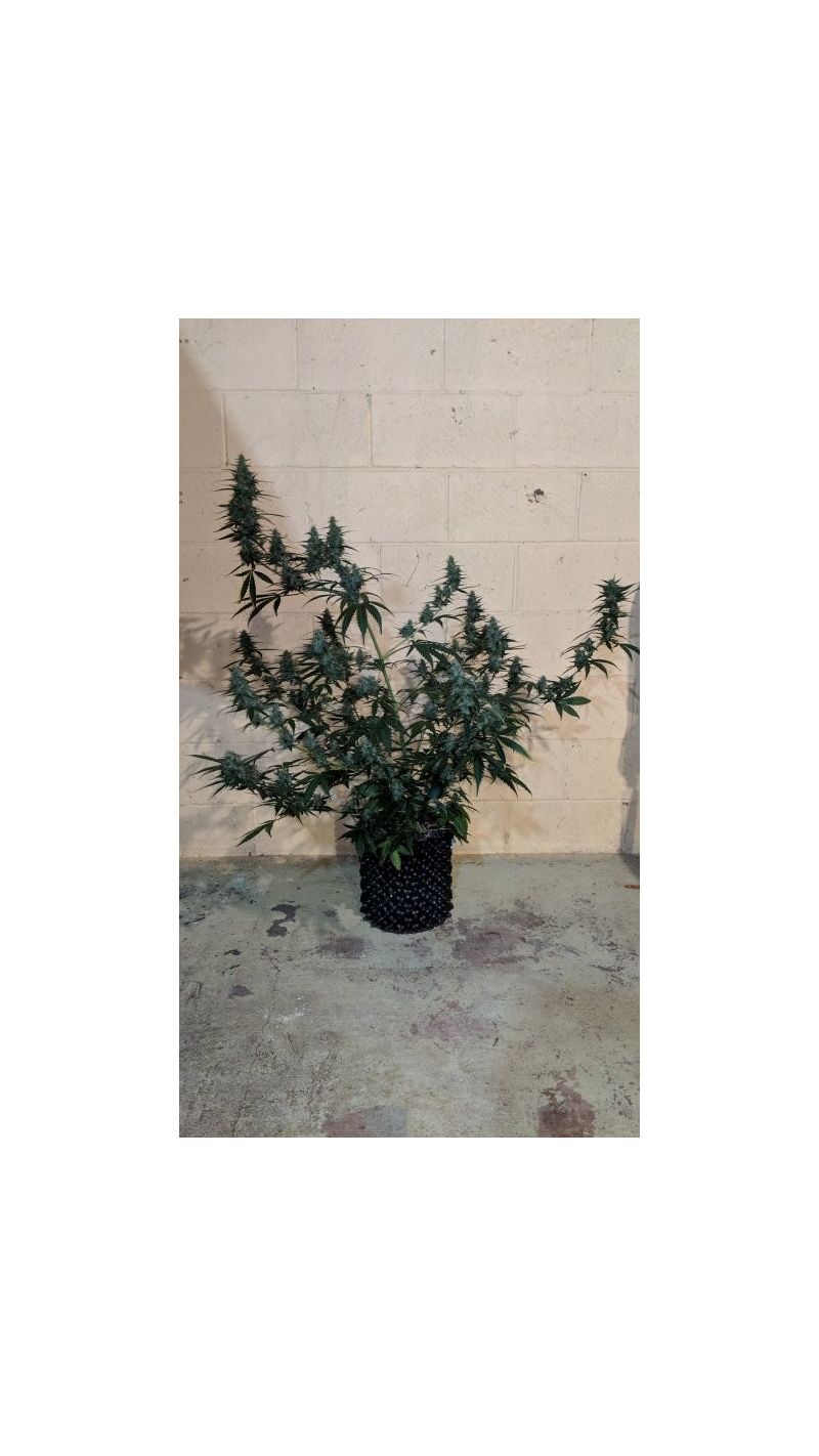 Santa Marta Haze Auto, Фасовка: 1, изображение 2